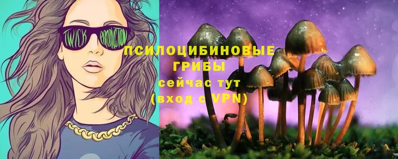 Псилоцибиновые грибы Psilocybine cubensis  Бологое 